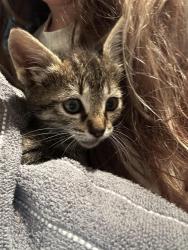 Reunited Female Cat last seen Heritage Park apmts, Sunnyvale, CA 94086