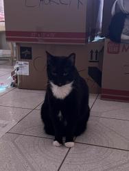 Found/Stray Female Cat last seen Altomonte Springs, Altamonte Springs, FL 32701