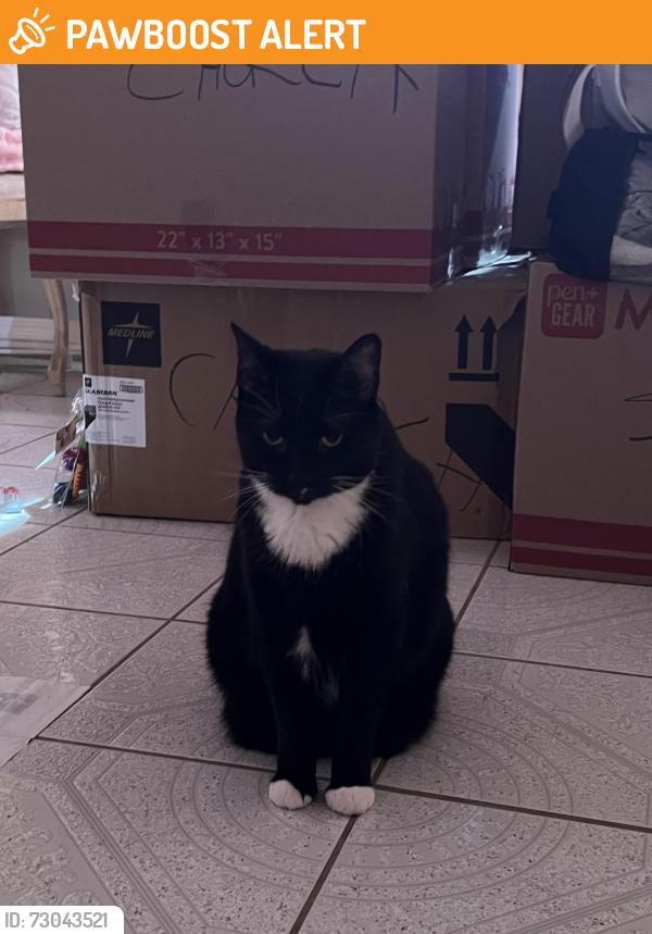 Found/Stray Female Cat last seen Altomonte Springs, Altamonte Springs, FL 32701
