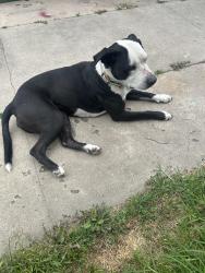 Found/Stray Female Dog last seen 68th & Raymond Avenue LA, CA 90044, Los Angeles, CA 90044