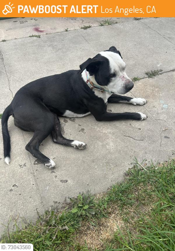 Found/Stray Female Dog last seen 68th & Raymond Avenue LA, CA 90044, Los Angeles, CA 90044