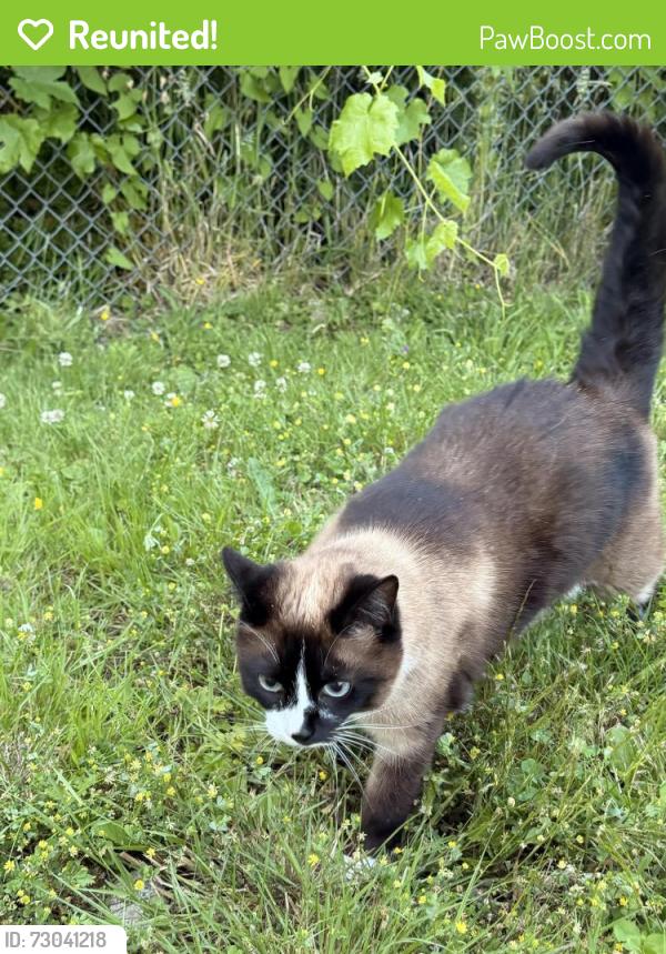 Reunited Female Cat last seen NE 162nd Pl, Kenmore, WA 98028