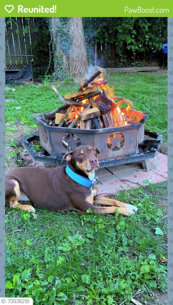 Reunited Female Dog last seen Sharon LN Hamilton OH 45013, Hamilton, OH 45013