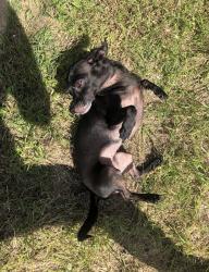 Lost Female Dog last seen Doreen Ave., Fort Worth, TX 76116