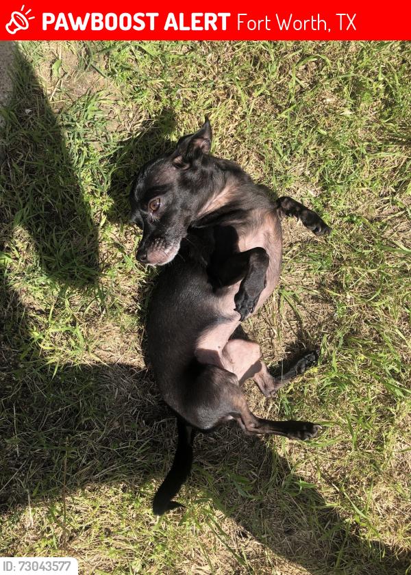 Lost Female Dog last seen Doreen Ave., Fort Worth, TX 76116