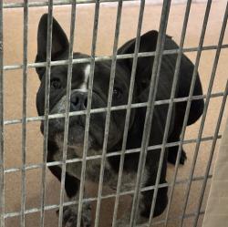 Shelter Stray Male Dog last seen Near Spa Street, San Diego, CA, 92105, 5500 Gaines St, San Diego, CA 92110, USA