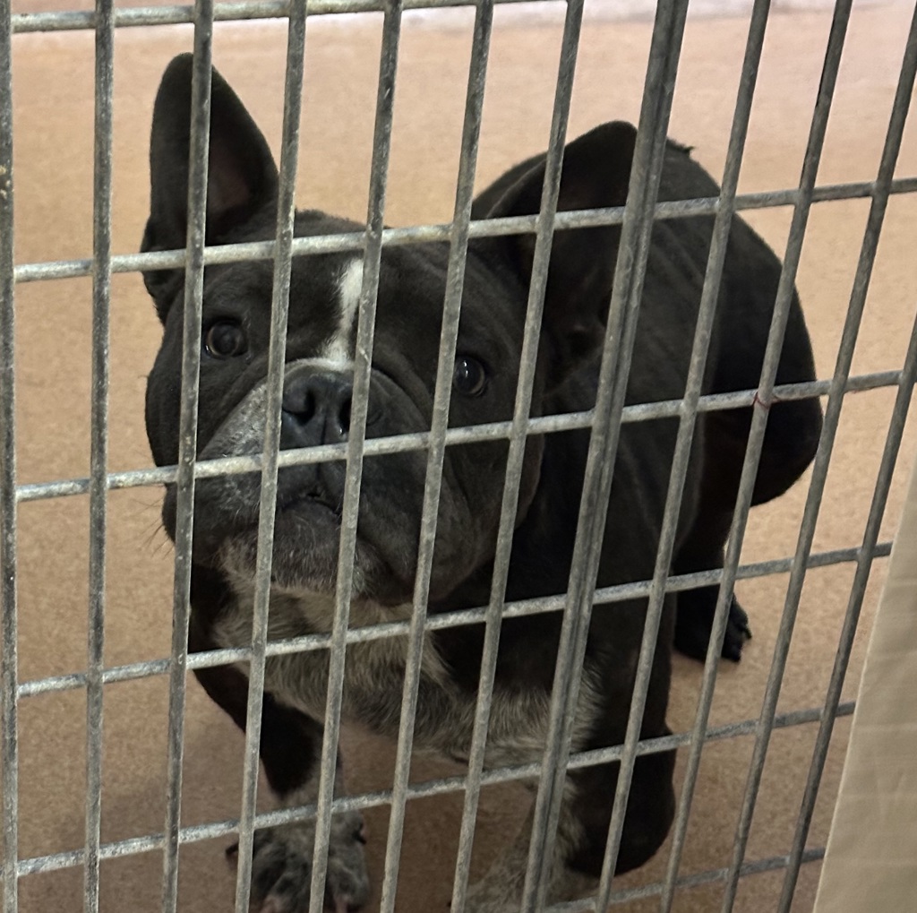 Shelter Stray Male Dog last seen Near Spa Street, San Diego, CA, 92105, 5500 Gaines St, San Diego, CA 92110, USA