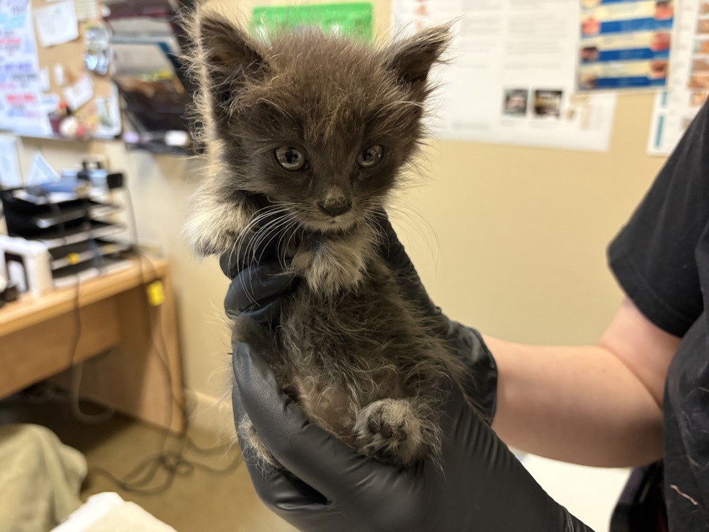 Shelter Stray Male Cat last seen Near Rock Springs Road, Escondido, CA, 92025, Oceanside, CA 92058, USA