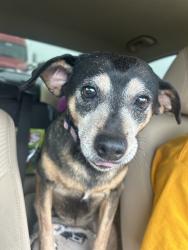 Found/Stray Female Dog last seen Loves Gas Station, I35, Oklahoma City, OK 73013