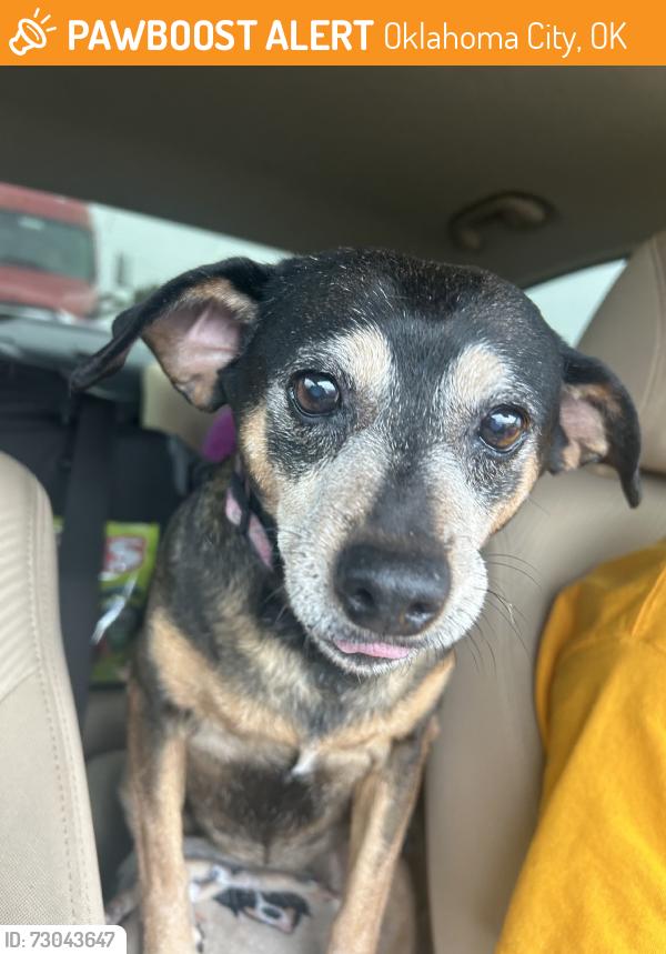 Found/Stray Female Dog last seen Loves Gas Station, I35, Oklahoma City, OK 73013