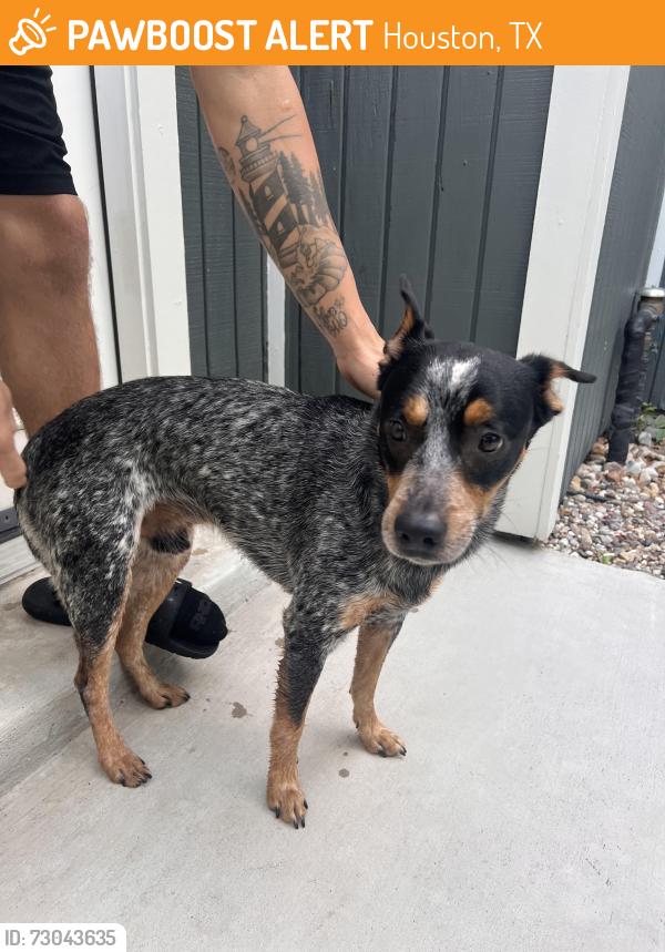 Found/Stray Male Dog last seen Deerbrook, Houston, TX 77339