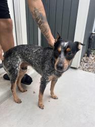 Found/Stray Male Dog last seen Deerbrook, Houston, TX 77339