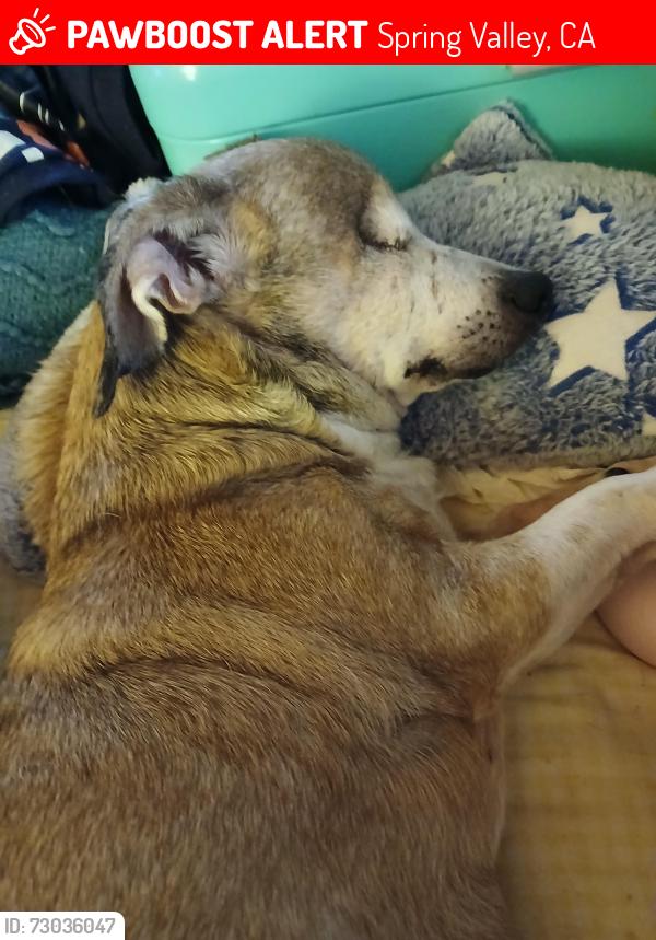 Lost Male Dog last seen Helix and.Lamar, Spring Valley, CA 91977