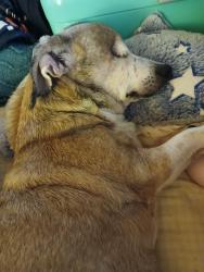 Lost Male Dog last seen Helix and.Lamar, Spring Valley, CA 91977