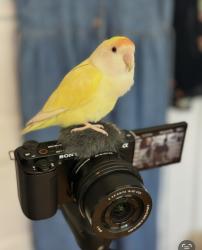 Lost Female Bird last seen near SE 92nd & Harold in Lents neighbhorhood, Portland, OR 97266