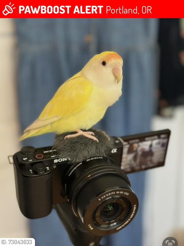Lost Female Bird last seen near SE 92nd & Harold in Lents neighbhorhood, Portland, OR 97266