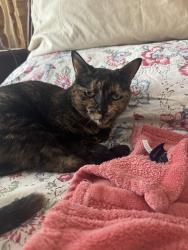 Lost Female Cat last seen Keaton’s Crest neighborhood on Brightmour Cir , Orlando, FL 32837