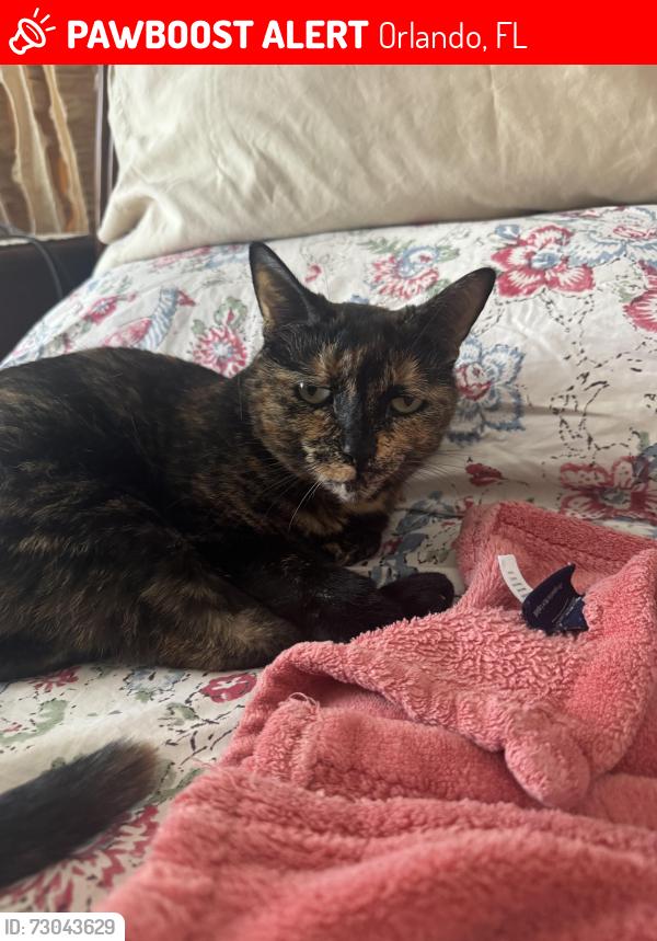 Lost Female Cat last seen Keaton’s Crest neighborhood on Brightmour Cir , Orlando, FL 32837