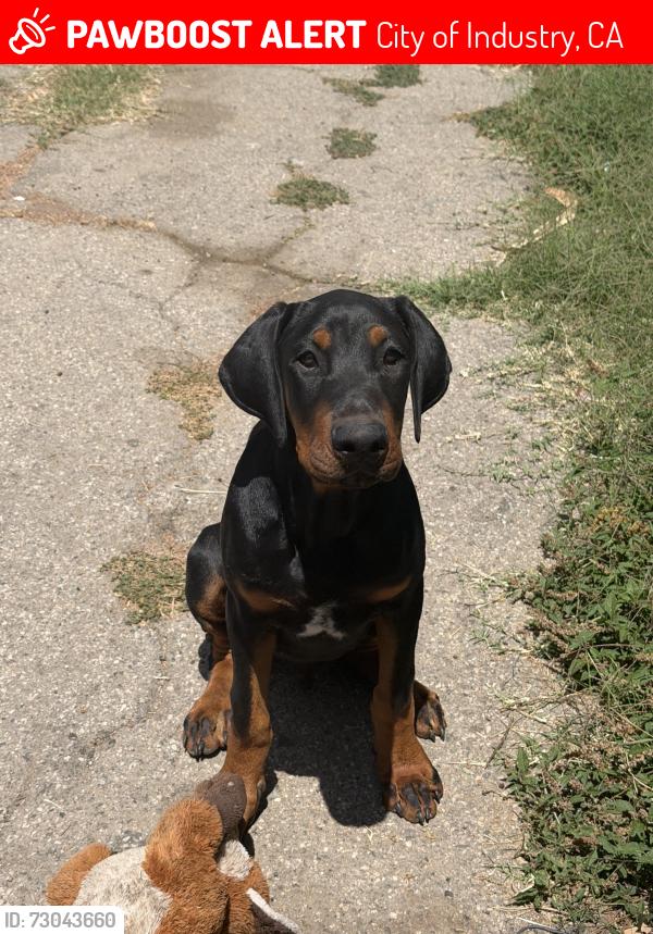 Lost Male Dog last seen Near Kwis Avenue , City of Industry, CA 91745