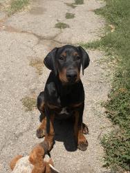 Lost Male Dog last seen Near Kwis Avenue , City of Industry, CA 91745