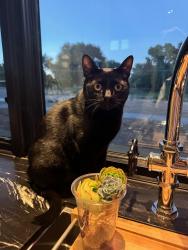 Lost Male Cat last seen Kevin Circle, Lakeside Drive, Reno, NV 89511
