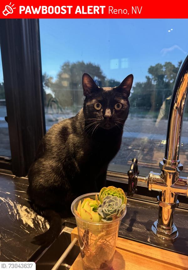 Lost Male Cat last seen Kevin Circle, Lakeside Drive, Reno, NV 89511