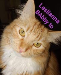 Lost Male Cat last seen Harbor blvd and Bay St. , Costa Mesa, CA 92627