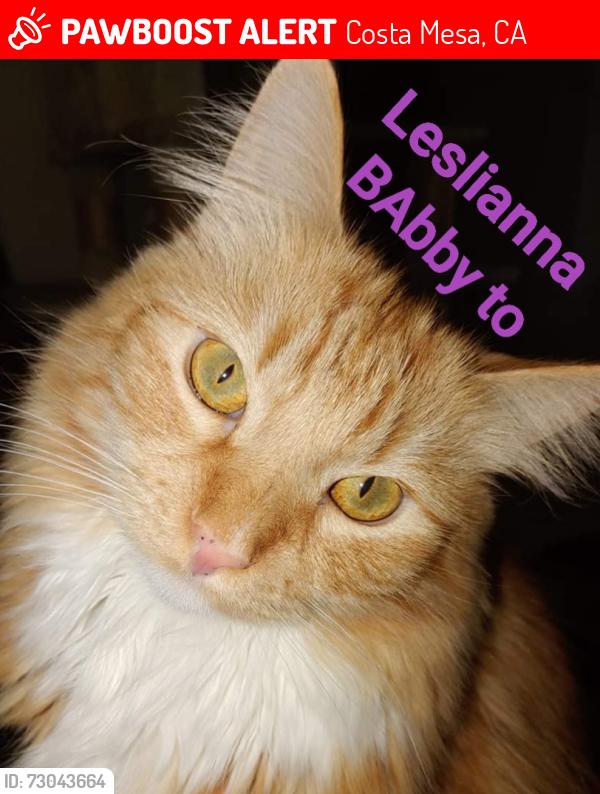 Lost Male Cat last seen Harbor blvd and Bay St. , Costa Mesa, CA 92627