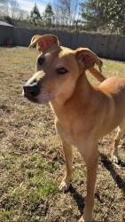 Reunited Male Dog last seen Midland, NC, USA, Midland, NC 28107