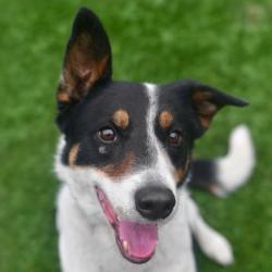 Shelter Stray Male Dog last seen , 3173 K-68 Hwy, Ottawa, KS 66067, USA