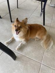 Found/Stray Male Dog last seen Intersection of lantana and Aquarius blvd, Palm Beach County, FL 33467