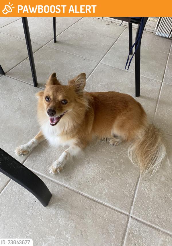 Found/Stray Male Dog last seen Intersection of lantana and Aquarius blvd, Palm Beach County, FL 33467