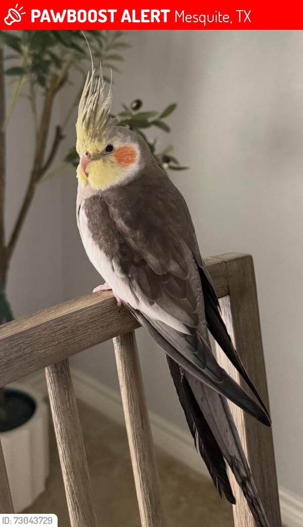 Lost Male Cat last seen Near and I30, Mesquite, TX 75149