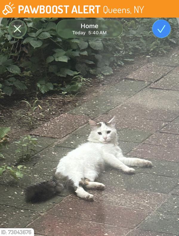 Found/Stray Unknown Cat last seen Near 99th street rego park 11374, Queens, NY 11374