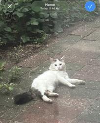 Found/Stray Unknown Cat last seen Near 99th street rego park 11374, Queens, NY 11374
