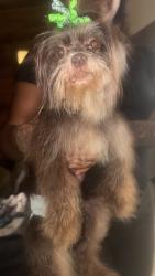 Found/Stray Female Dog last seen Favor Road , Marietta, GA 30060
