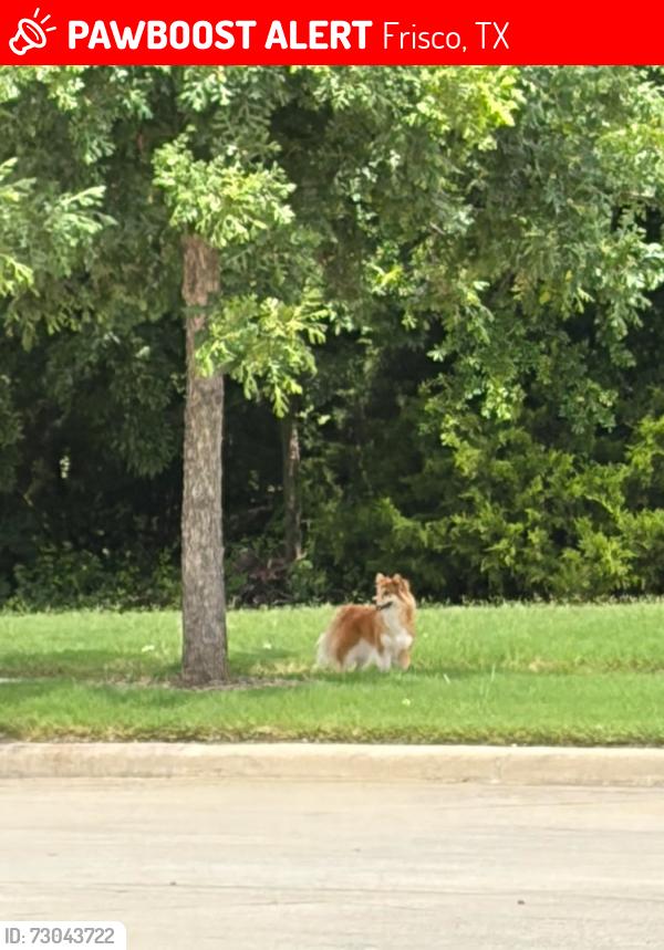 Lost Female Dog last seen Coit and Rolator, Frisco, TX 75035