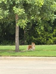 Lost Female Dog last seen Coit and Rolator, Frisco, TX 75035