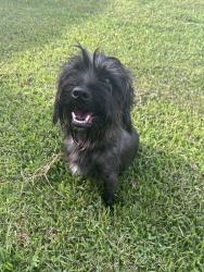 Found/Stray Male Dog last seen Fortune Rd., Youngsville, LA 70592