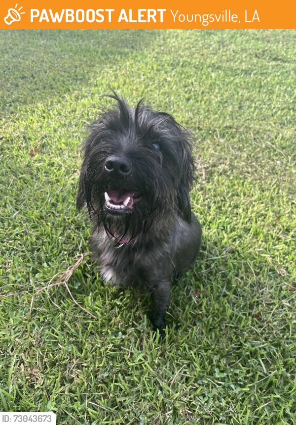 Found/Stray Male Dog last seen Fortune Rd., Youngsville, LA 70592