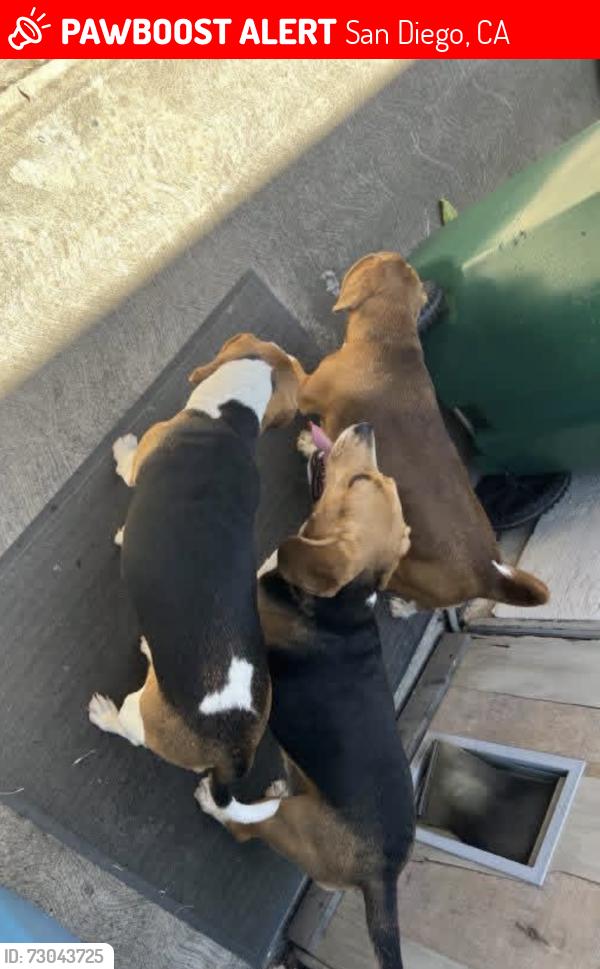 Lost Female Dog last seen Bateman avenue , San Diego, CA 92154