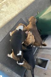 Lost Female Dog last seen Bateman avenue , San Diego, CA 92154