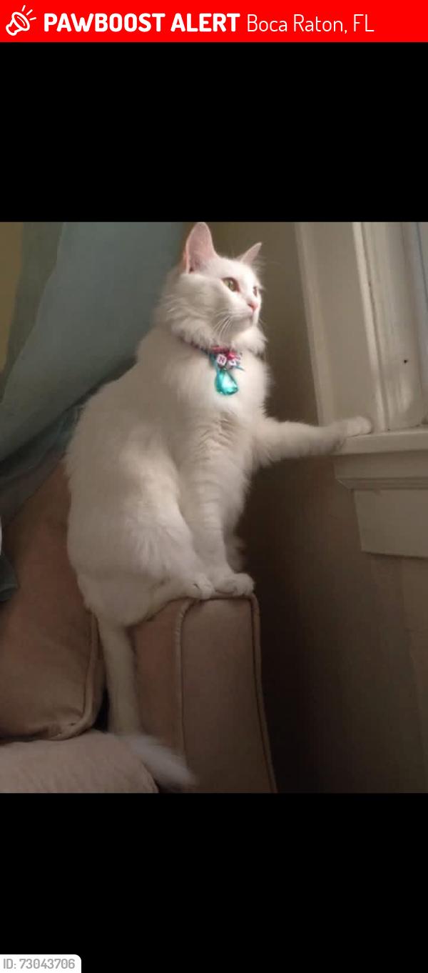 Lost Female Cat last seen New England, Boca Raton, FL 33434