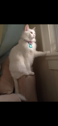 Lost Female Cat last seen New England, Boca Raton, FL 33434
