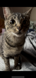 Lost Female Cat last seen Across the street from redwood park apmts, Tacoma, WA 98407