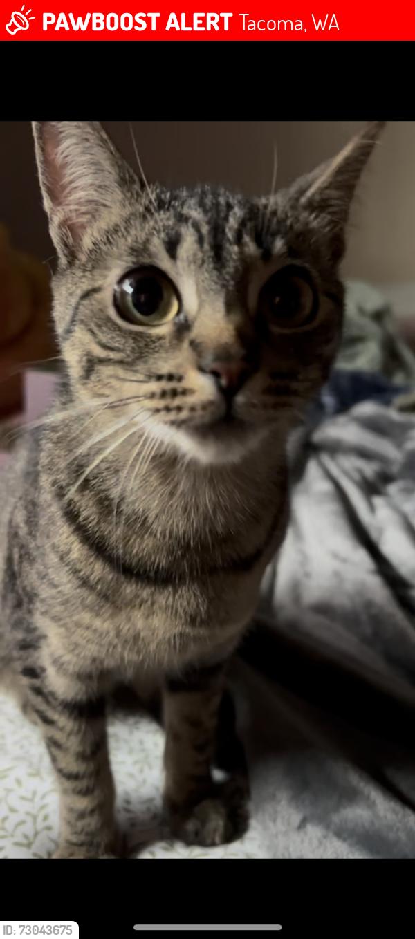 Lost Female Cat last seen Across the street from redwood park apmts, Tacoma, WA 98407