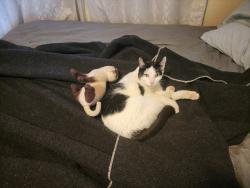 Lost Male Cat last seen N. Cassiopeia and meteor pl, Oro Valley, AZ 85737