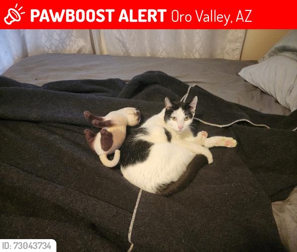 Lost Male Cat last seen N. Cassiopeia and meteor pl, Oro Valley, AZ 85737