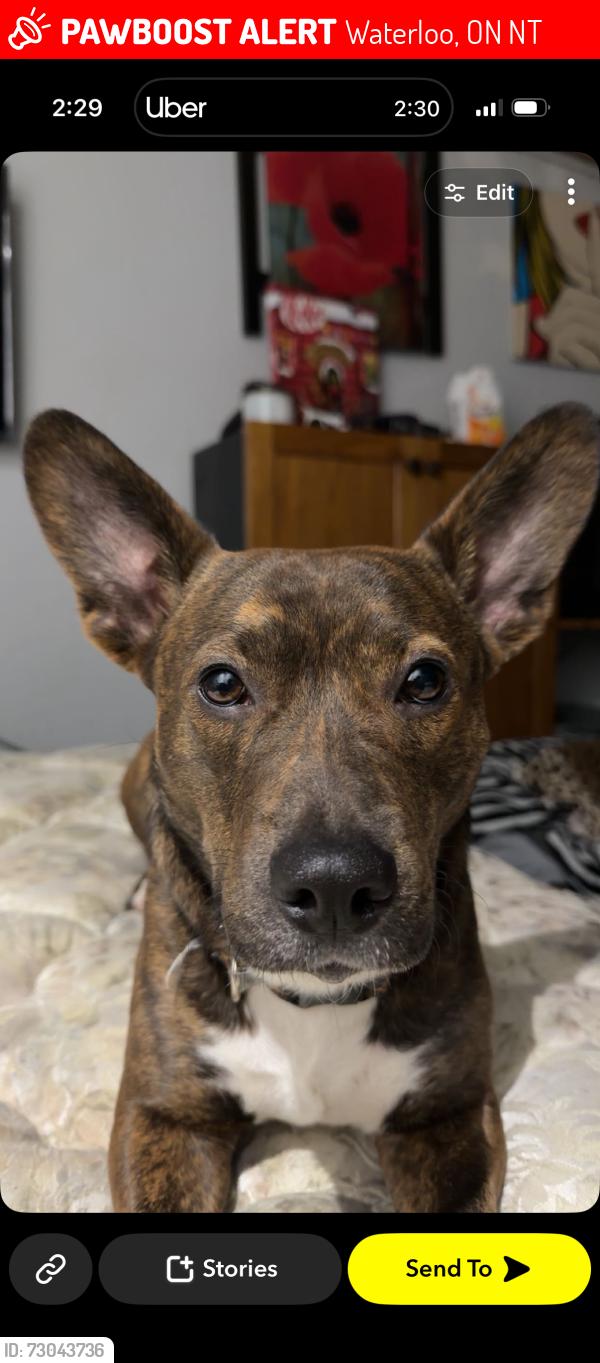 Lost Female Dog last seen Keats way, Waterloo, ON N2T