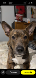 Lost Female Dog last seen Keats way, Waterloo, ON N2T